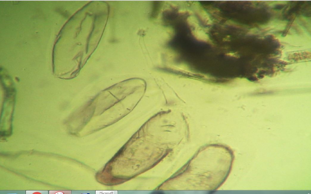 polline o protista?